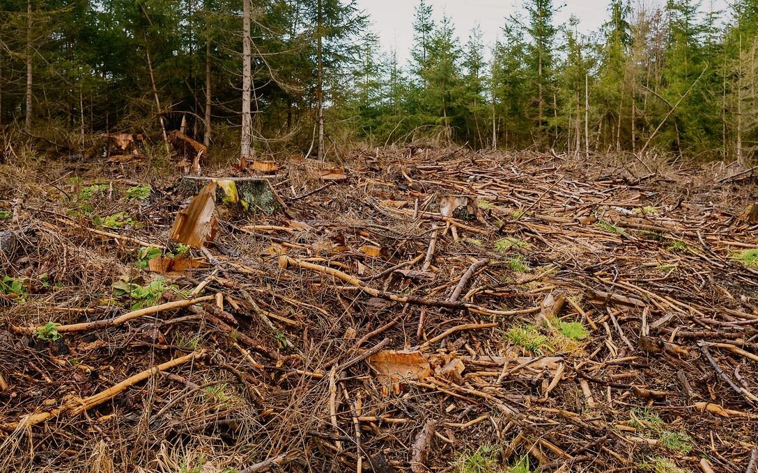 Durchschnittlich 13 Millionen Hektar Wald verschwinden pro Jahr durch Abholzung. 