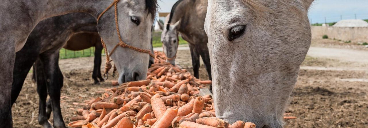 Rüebli schmecken den meisten Pferden sehr gut und sind gesund, wenn die Menge richtig dosiert wird.