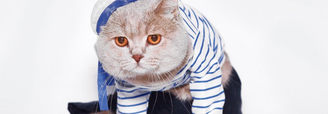 Viele Menschen finden kostümierte Katzen süss, die Tiere freut es nicht.