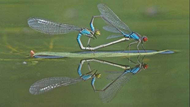 Kleine Granataugen bei der Paarung