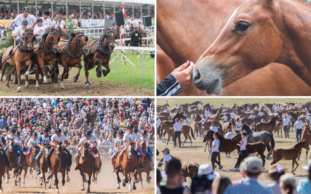 Der Marché-Concours ist ein vielfältiges Volksfest rund ums Pferd mit Galopp- und Wagenrennen und vielfältigen Pferdeschauen.