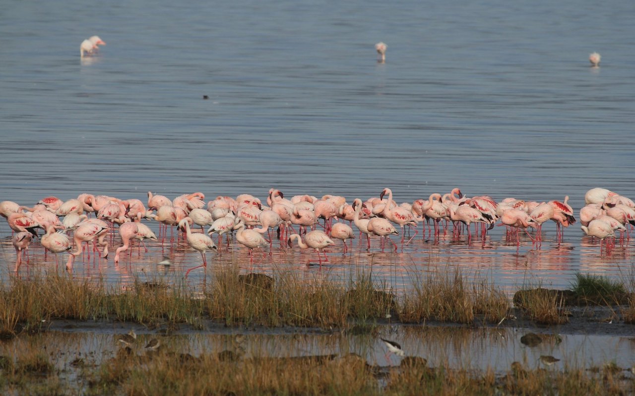 Zwergflamingos am Nakurusee.