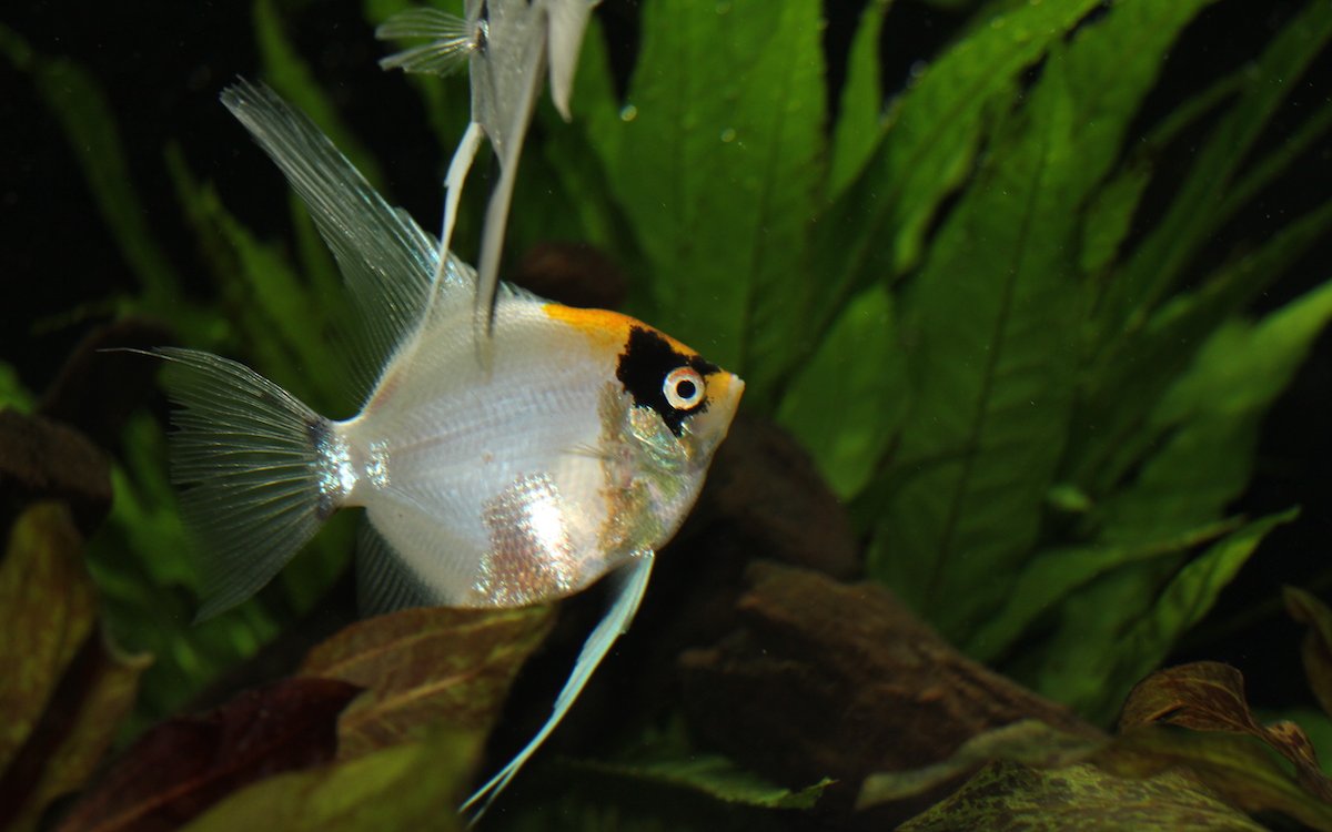 Skalare sind majestätische Aquarienbewohner, die ruhig durch das Wasser gleiten. 