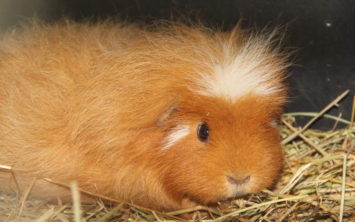 Meerschweinchen sind liebenswerte Pfleglinge und Gruppentiere. 