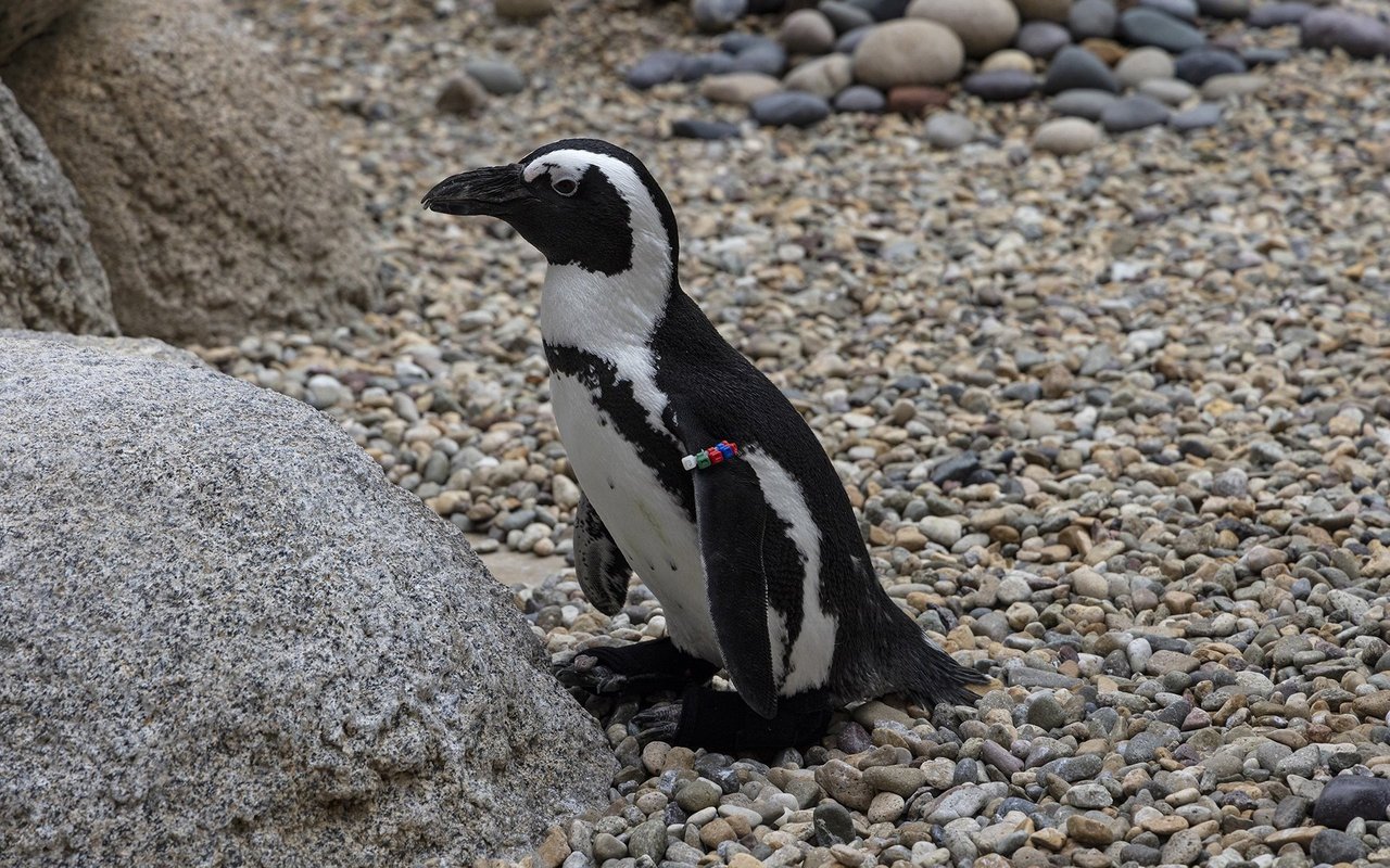 Der Pinguin hat einen langen Leidensweg hinter sich. 