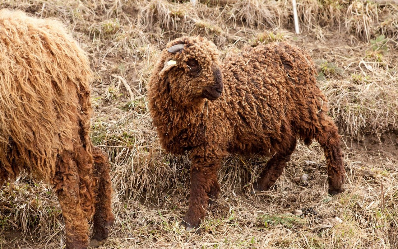 Geburten verlaufen bei Walliser Landschafen in der Regel problemlos, da die Lämmer nicht allzu gross sind.