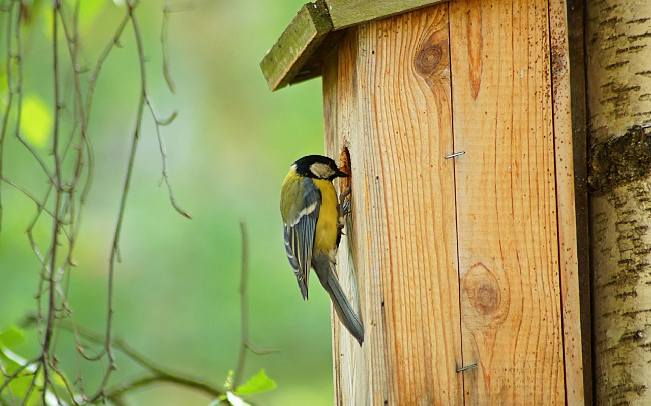 Zahlreiche Vogelarten brüten in weitgehend geschlossenen Nisthöhlen. Da natürliche Höhlen immer seltener werden, kann man mit Nistkästen nachhelfen.