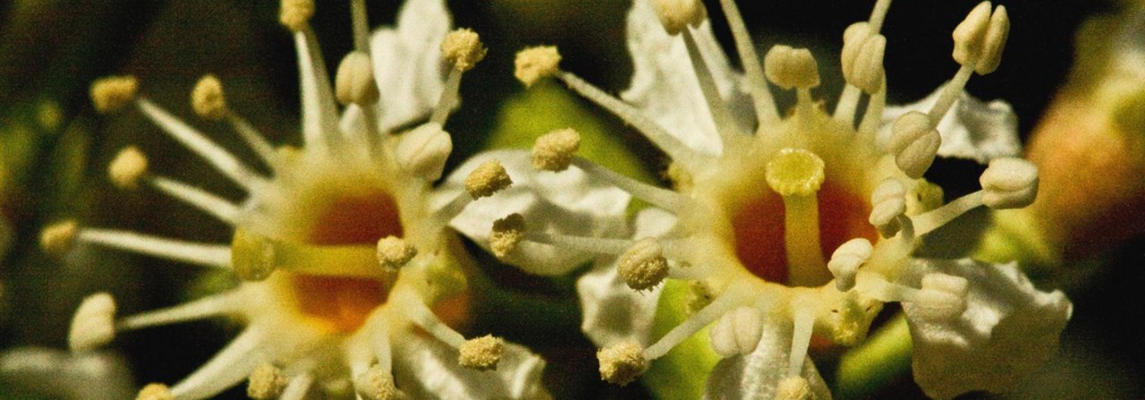 Der Kirschlorbeer ist eine eingeschleppte Pflanze, die sich zuweilen unkontrolliert ausbreitet.