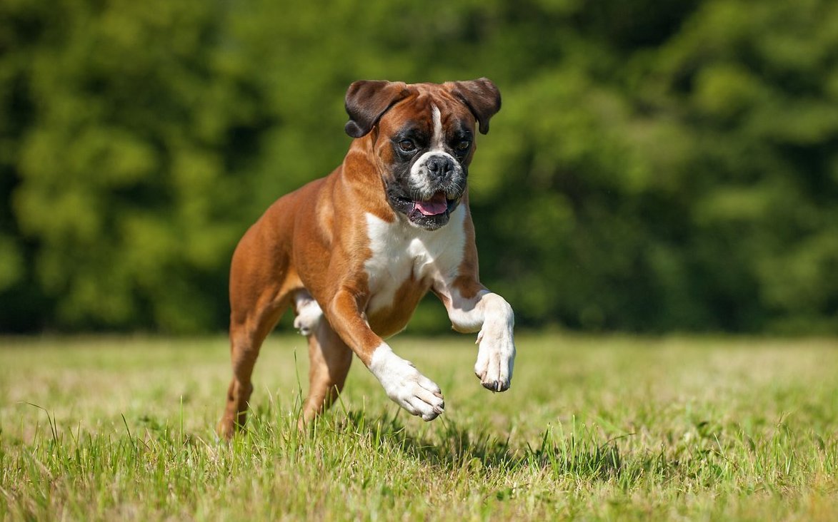 Der Deutsche Boxer ist ein muskulöser Hund mit markantem Kopf, ausdrucksstarken Augen und kräftigen Vorderpfoten, mit denen er beim Spielen seine typischen Boxbewegungen zeigt.