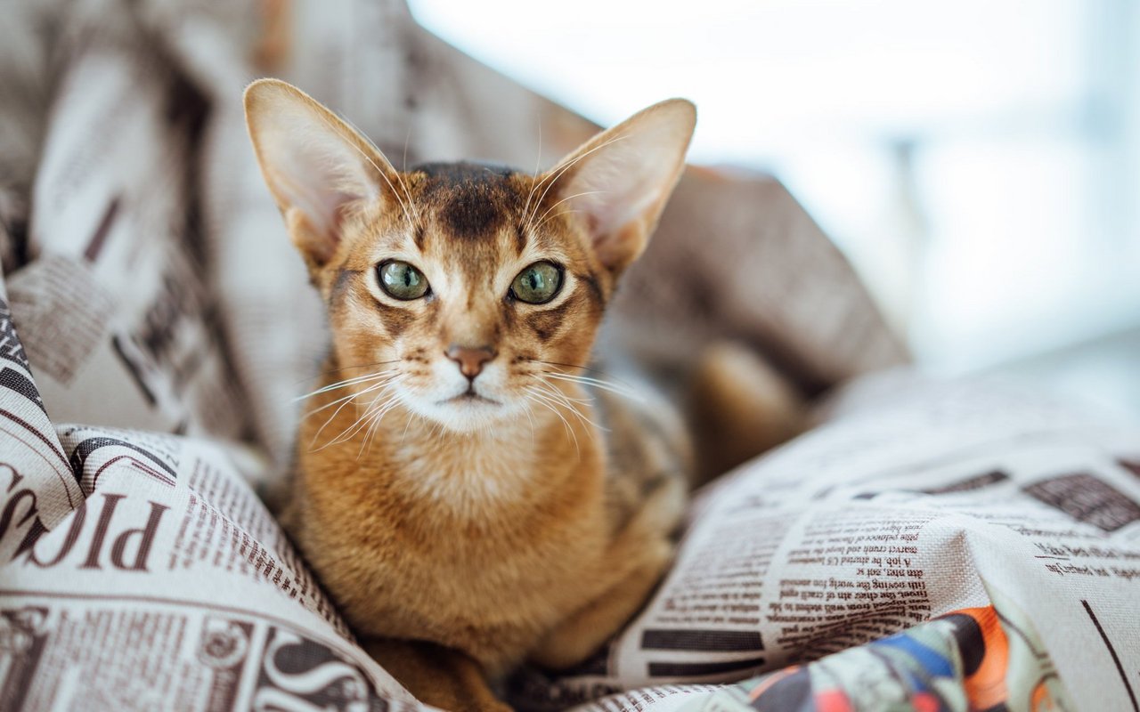 Die Abessinierkatze ist eine der ältesten gezüchteten Katzenrassen der Welt.