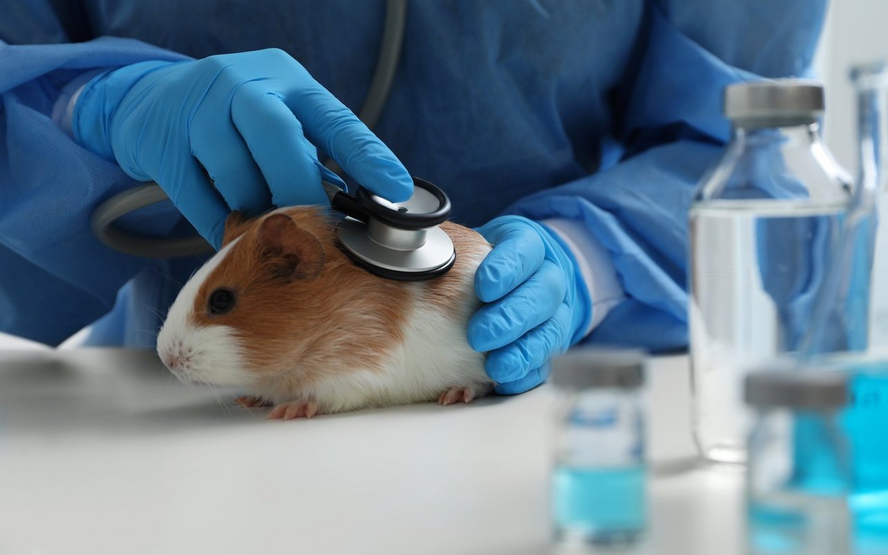 Einmal im Jahr sollte man seine Tiere bei einem meerschweinchenkundigen Tierarzt untersuchen lassen. 