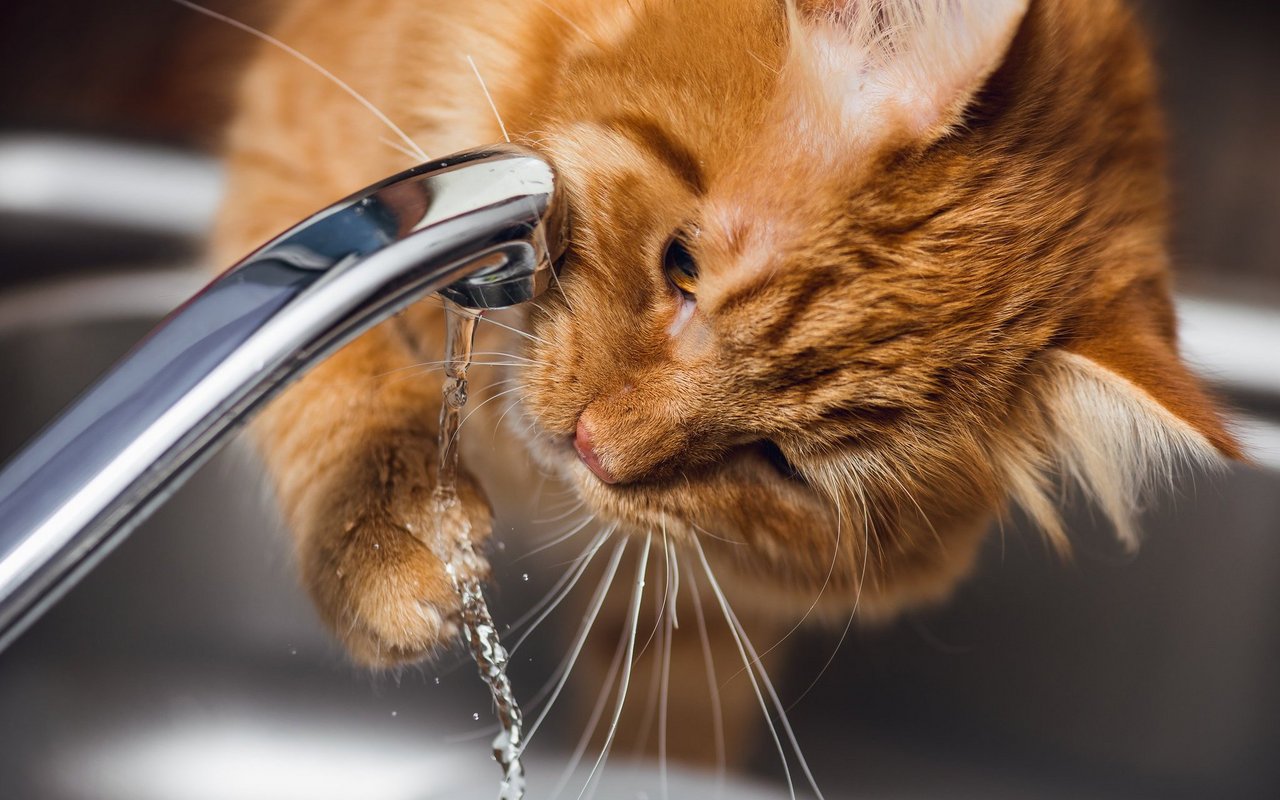 Viele Katzen trinken am liebsten direkt vom Wasserhahn.