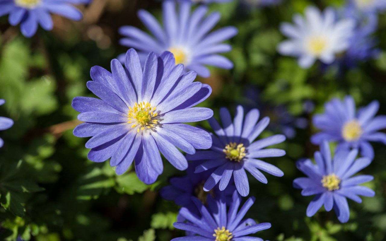 Strahlenanemone (Anemone blanda)