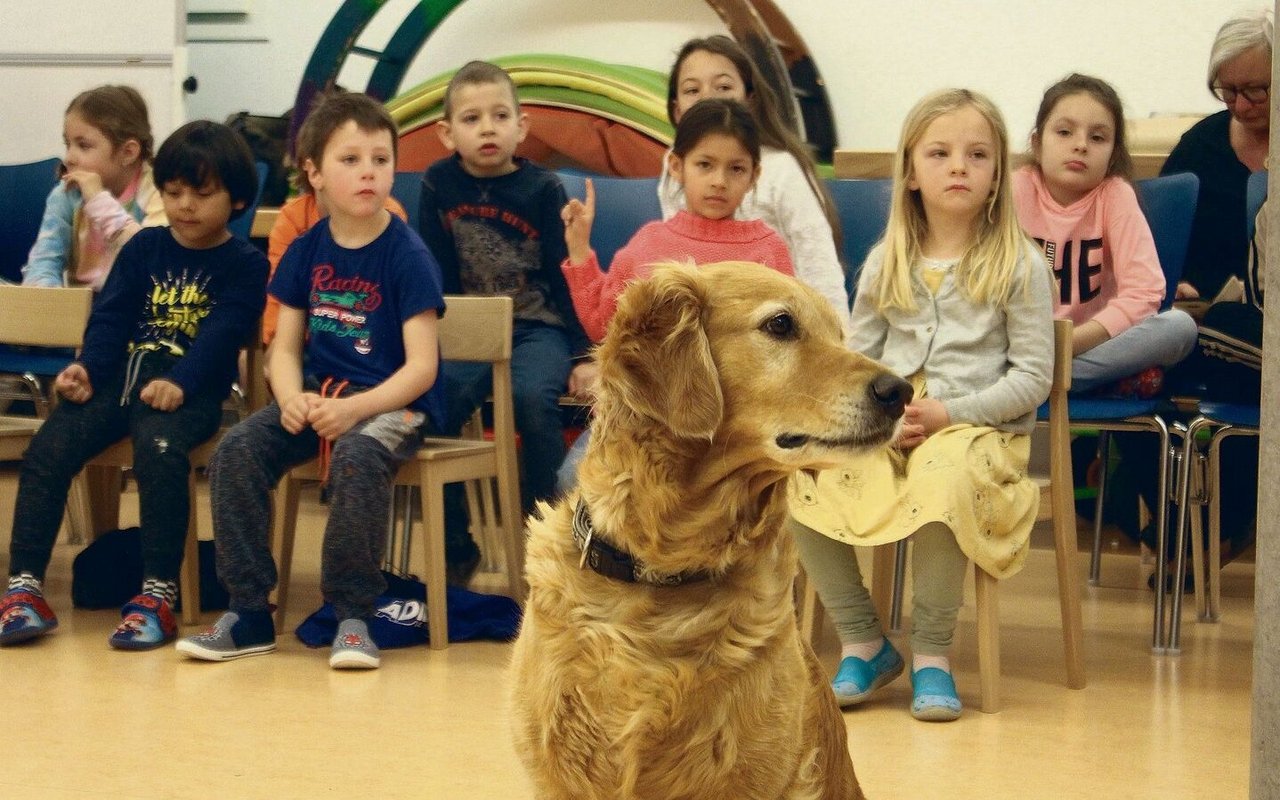 Golden-Retriever-Dame Yuma ist mindestens so gut im Stillsitzen wie die Kindergartenklasse in Kerzers.