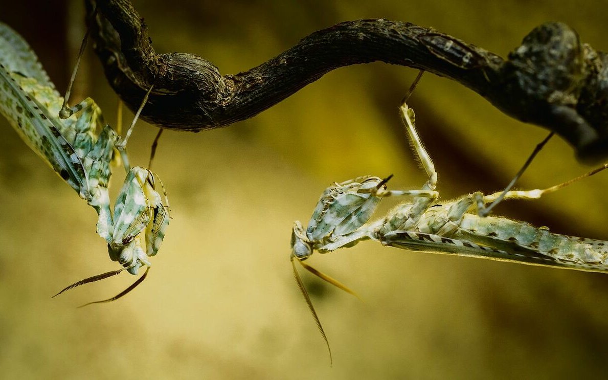 Die faszinierende Welt der Insekten ist nun im Papiliorama zu sehen: die Kleine Teufelsblume...