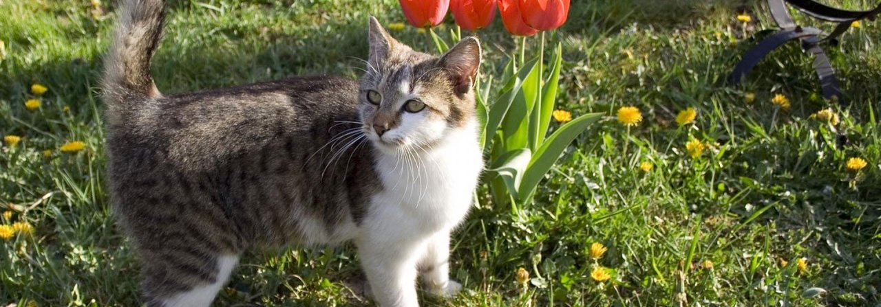 Bestimmte Düfte können verhindern, dass die Katze ihr Geschäft an unerwünschten Orten verrichtet.