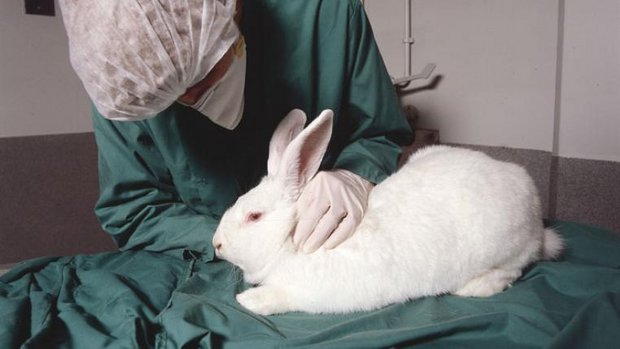 rabbit-understanding-animal-research-by_s.jpg
