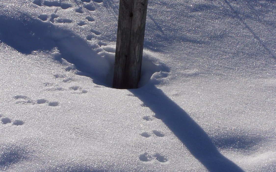 Grössere Säugetiere müssen mühsam durch den Schnee waten.