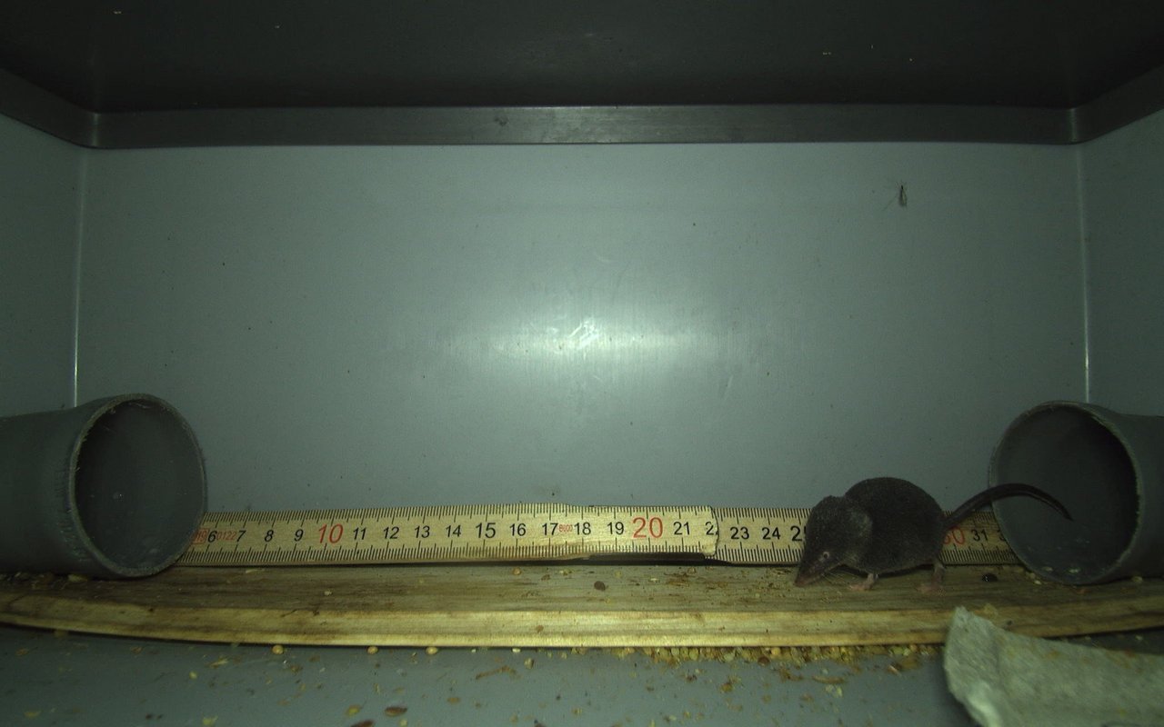 Die seltene Alpenspitzmaus, fotografiert auf 2700 Metern über Meer.