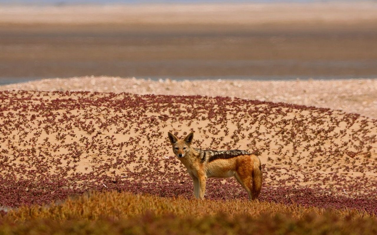 Ein Goldschakal streift durch die Landschaft Angola, ein seltener, wachsamer Jäger in einem sich wandelnden Lebensraum.