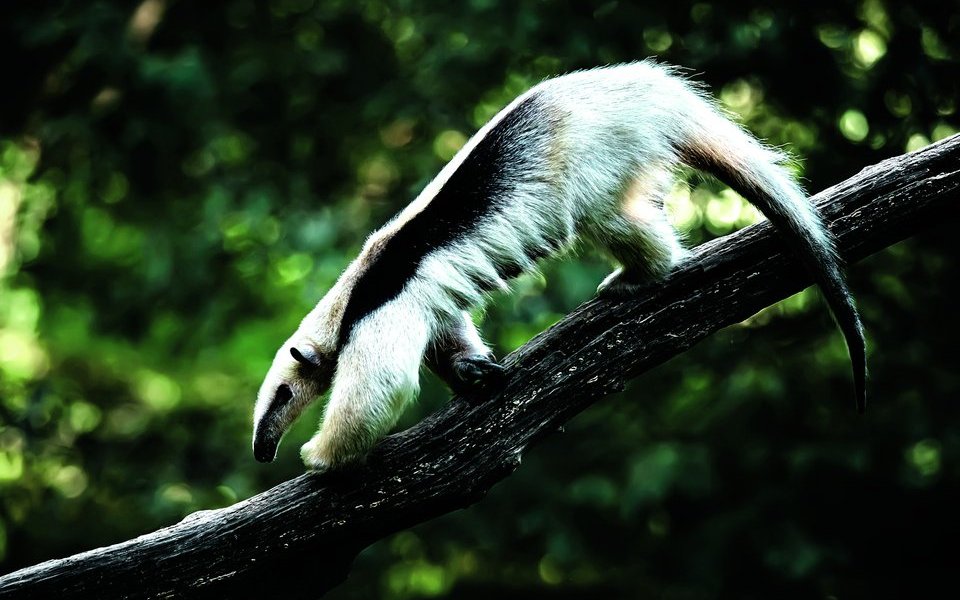 Nördliche Tamandua.