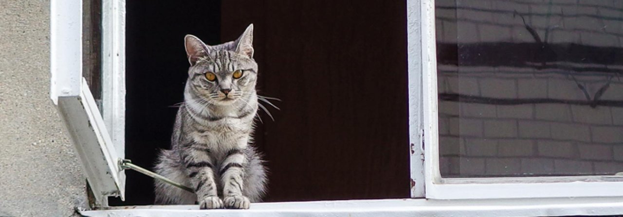 Katzen fallen nicht immer auf die Füsse – Stürze aus dem Fenster können für die Büsis lebensgefährlich sein.