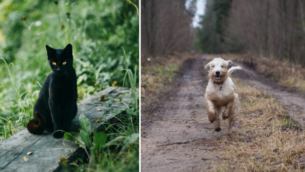 Nie mehr Katzenkot im Gartenbeet 