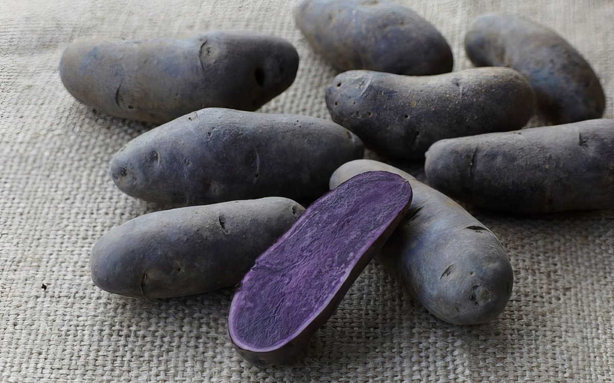 Blaue St. Galler: Die Schweizer Kartoffel-Sensation - tierwelt.ch ...