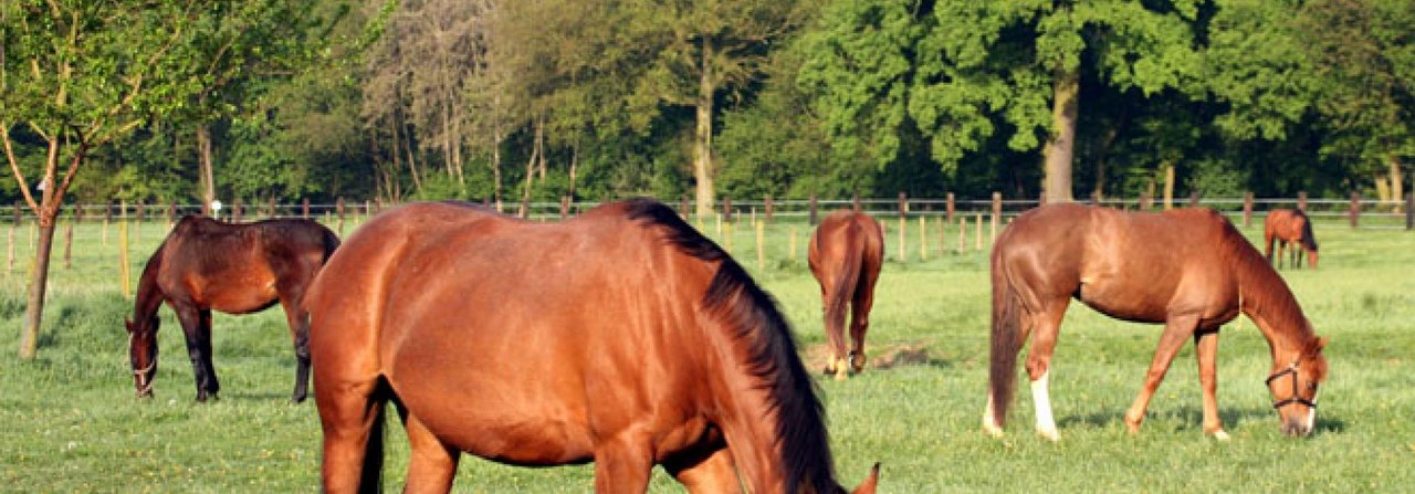 Beim selektiven Parasitenmanagement werden nur noch diejenigen Pferde behandelt, die nachweislich von Würmern befallen sind.