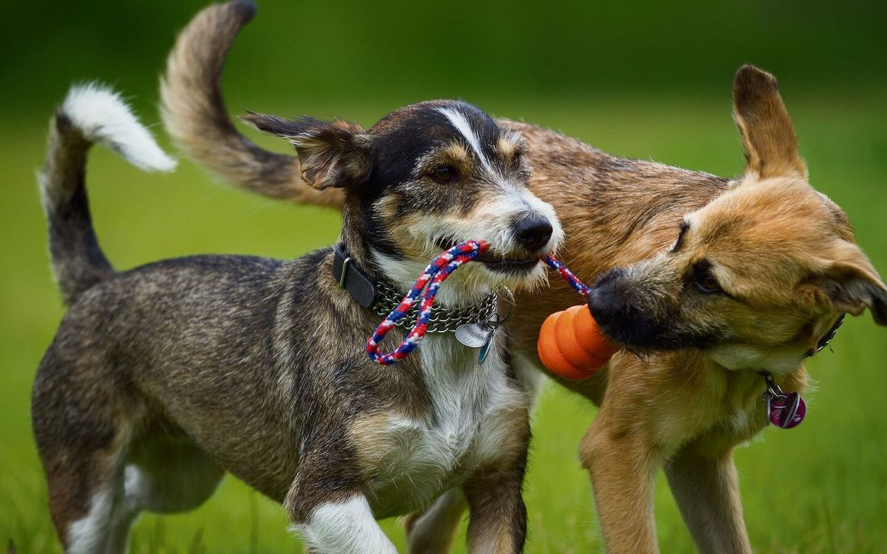 Beliebte Beschäftigungen für Hunde gibt es einige: Gemeinsame Spaziergänge mit bekannten Hundefreunden zählen dazu und gefallen den meisten Vierbeinern in der Regel gut.