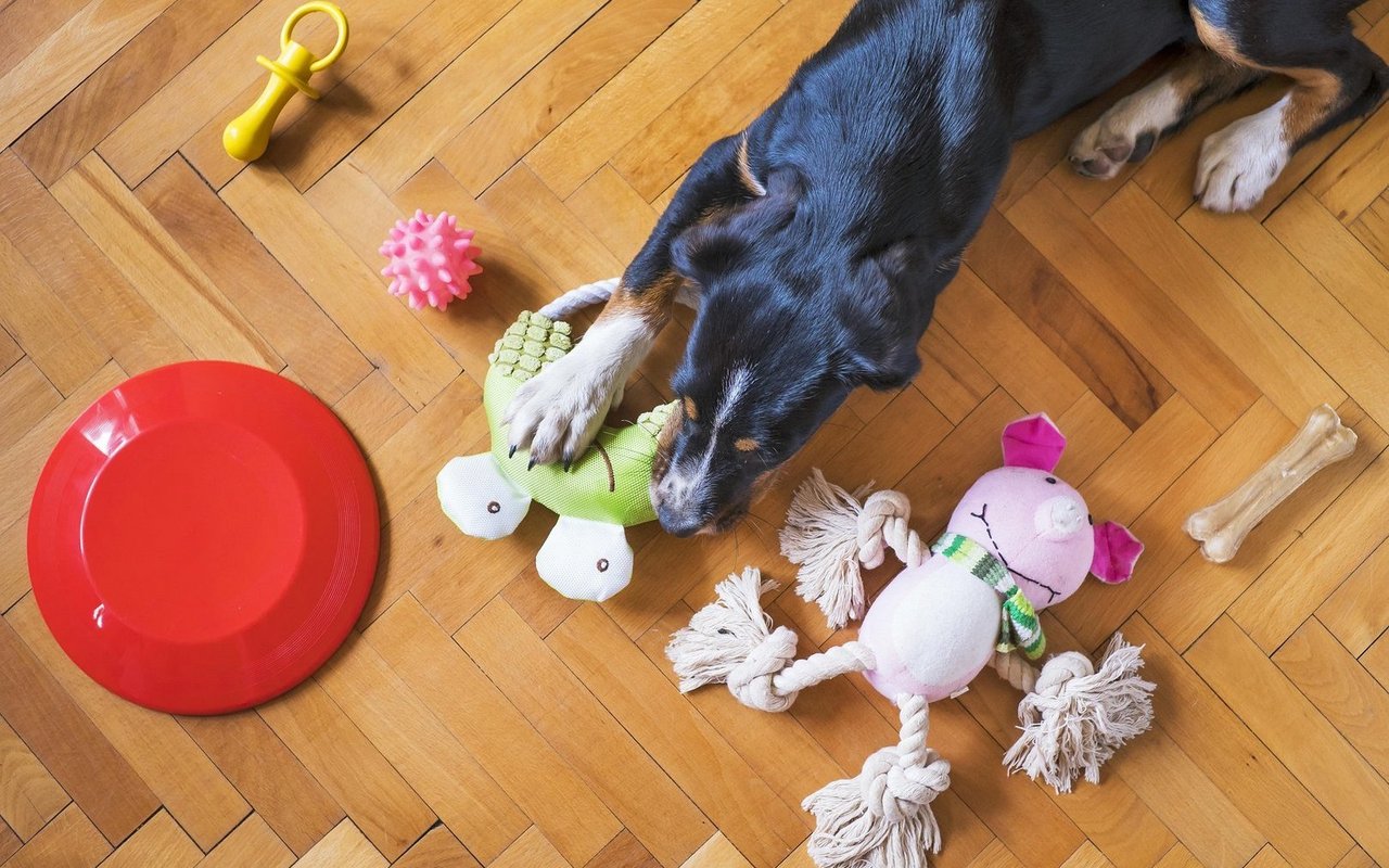 Spielzeug hilft Hunden dabei, sich in Ihrer Abwesenheit alleine zu beschäftigen.