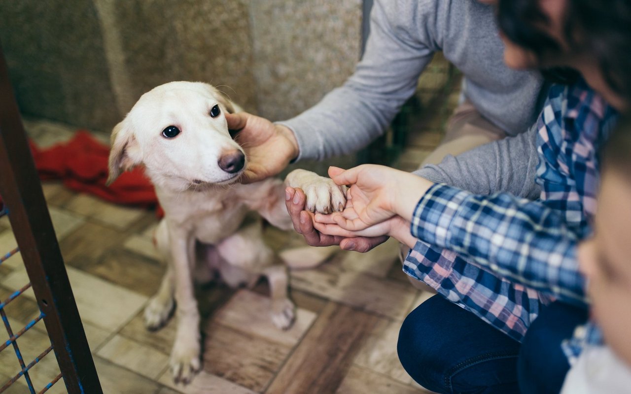 Hunderte von Hunden warten in Schweizer Tierheimen auf ein neues Zuhause. 