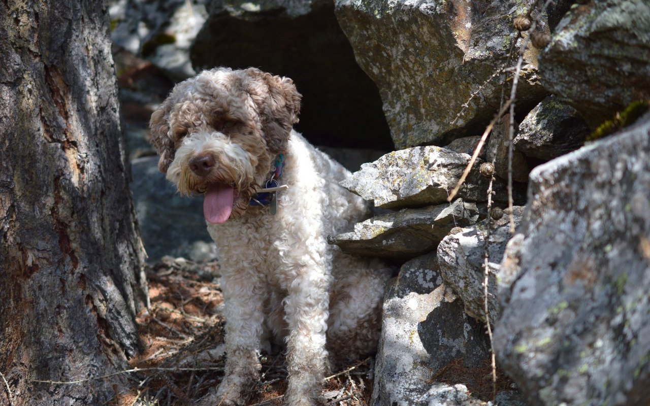 Bei der Trüffelsuche im Wald gibt der Lagotto vollen Einsatz. 