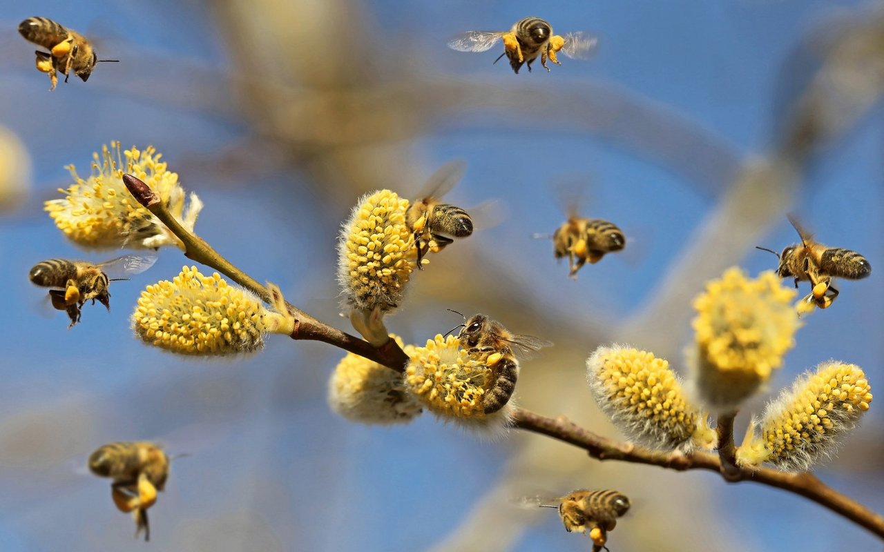 Nahezu 35 Prozent der wirbellosen Bestäuber, insbesondere Bienen und Schmetterlinge, und etwa 17 Prozent der Wirbeltierbestäuber, wie Fledermäuse, sind weltweit vom Aussterben bedroht.