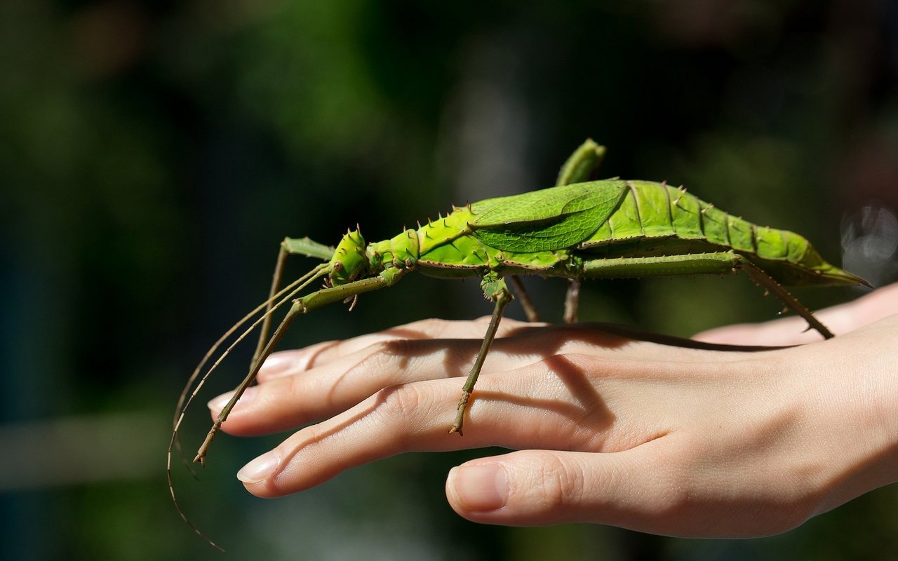 Wer grosse und schwere Tiere mag, wird sich an der Malaiischen Riesengespenstschrecke als Terrarienbewohnerin erfreuen. 