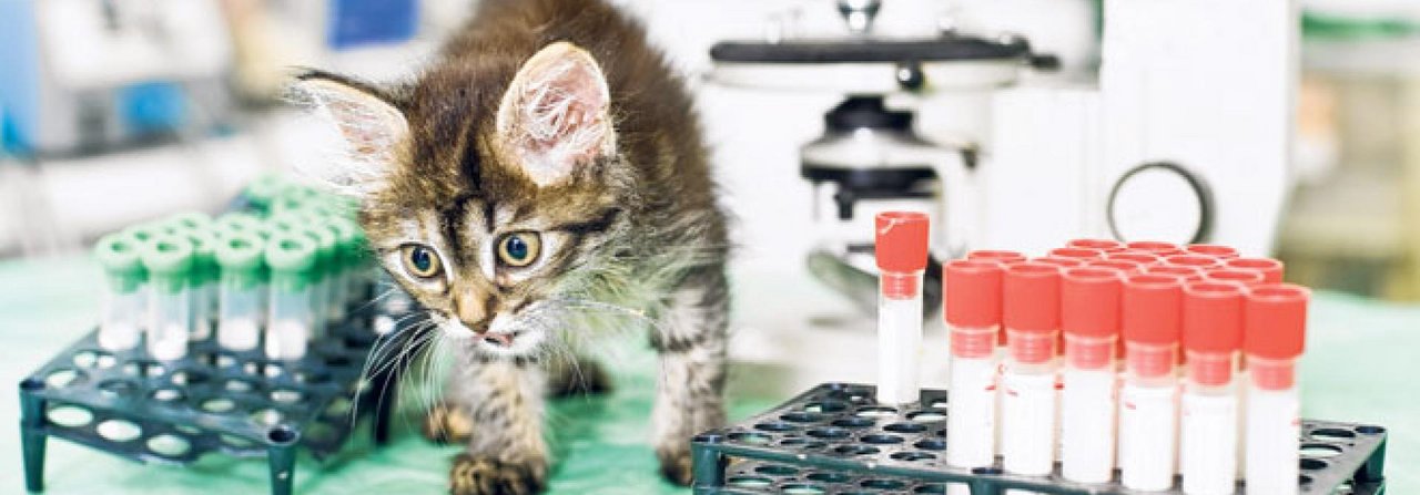 Forscher arbeiten mit Hochdruck an Impfstoffen gegen das Katzenaids.