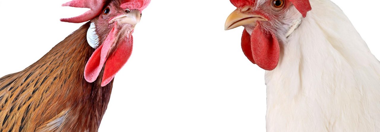 Hühner erkennen sich primär an ihren Kopfanhängseln: dem Kamm und den Kehllappen.