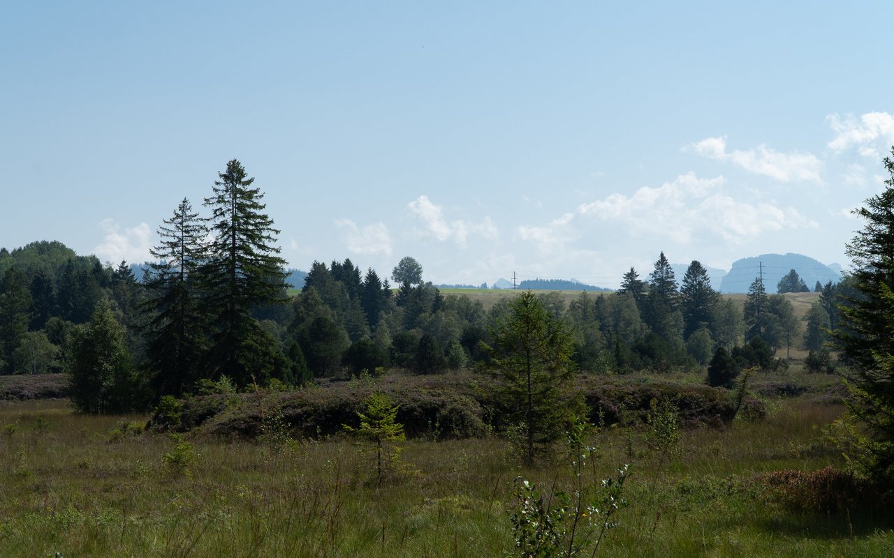 Die Torfstichkanten in der Landschaft sind nicht zu übersehen.