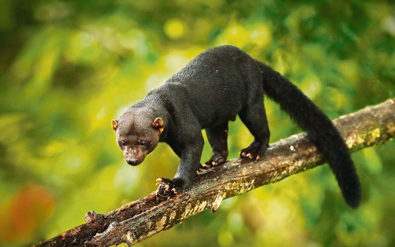 Ein Tayra wetzt durch das Unterholz.