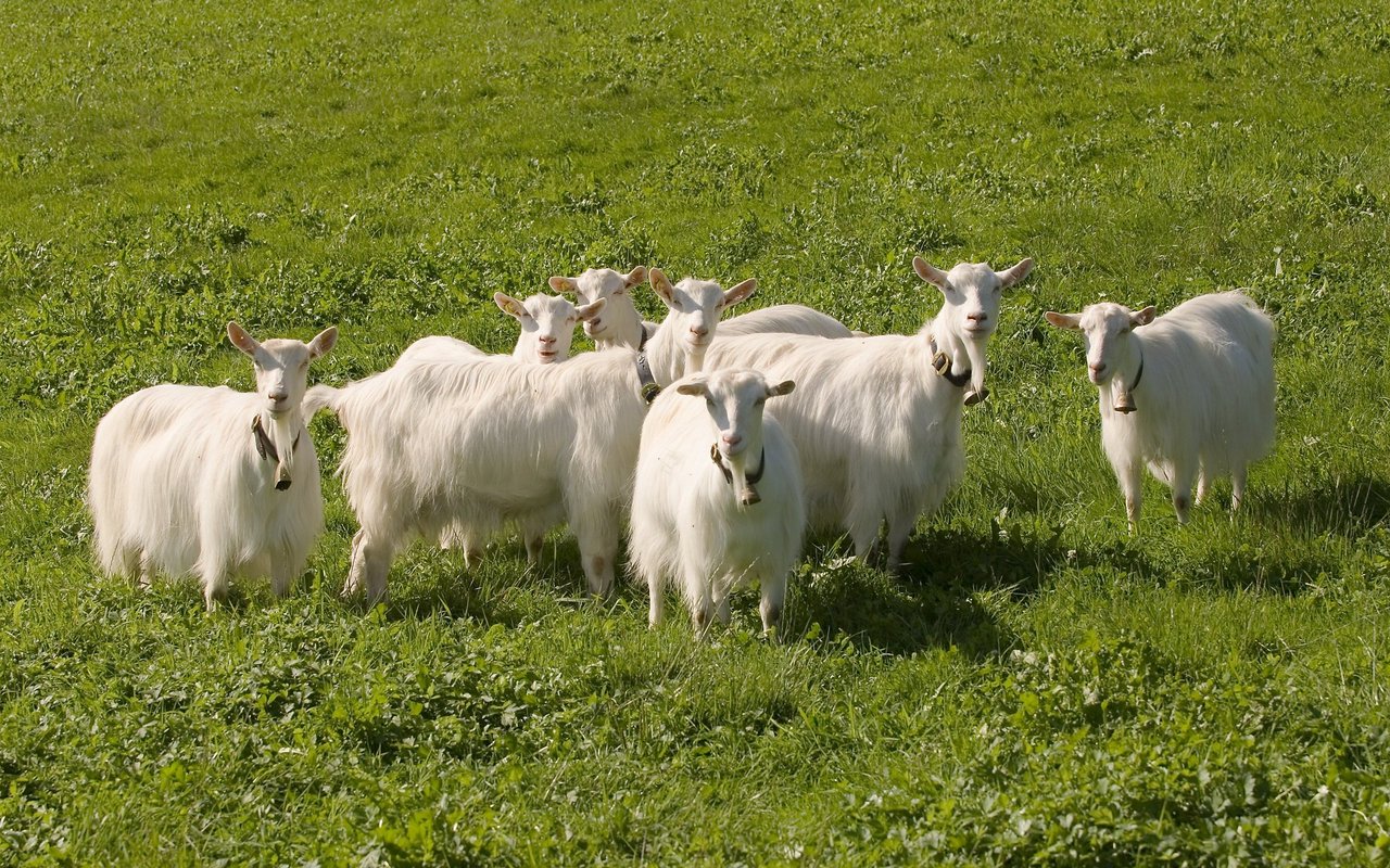 Die Appenzellerziege ist eine leistungsfähige, meist hornlose Ziegenrasse.