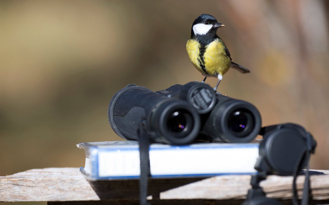 So einfach wie diese Kohlmeise dürften wohl nicht alle Vögel zu finden sein. 