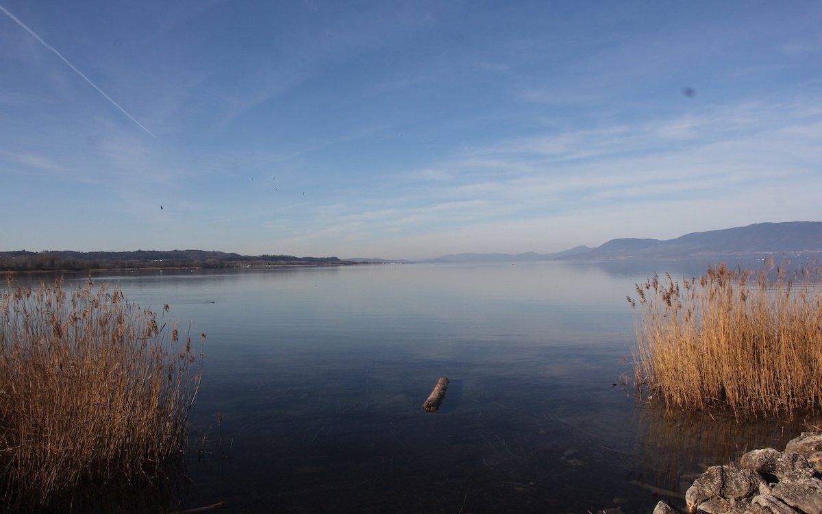 Wenn es windstill ist stehen die Chancen gut, dort, wo der Broyekanal in den Neuenburgersee mündet, Bartmeisen zu beobachten. 