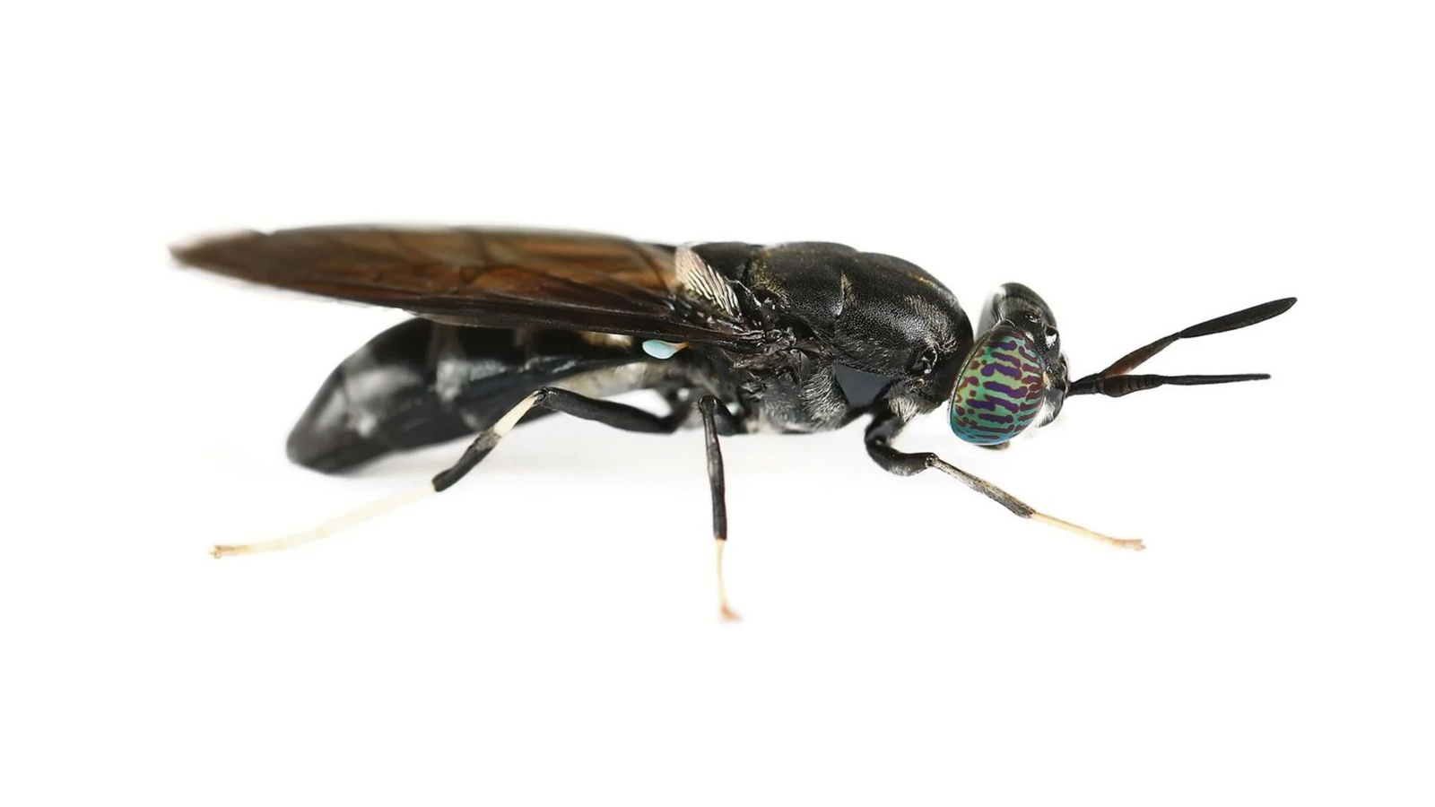 Schwarze Soldatenfliege (Hermetia illucens)