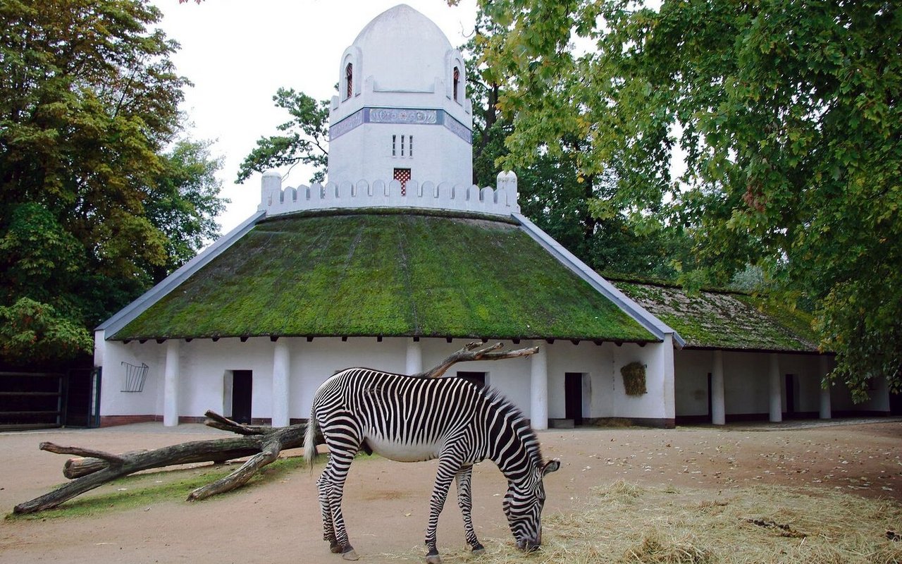 Grevy-Zebra vor dem historischen Persischen Turm. 