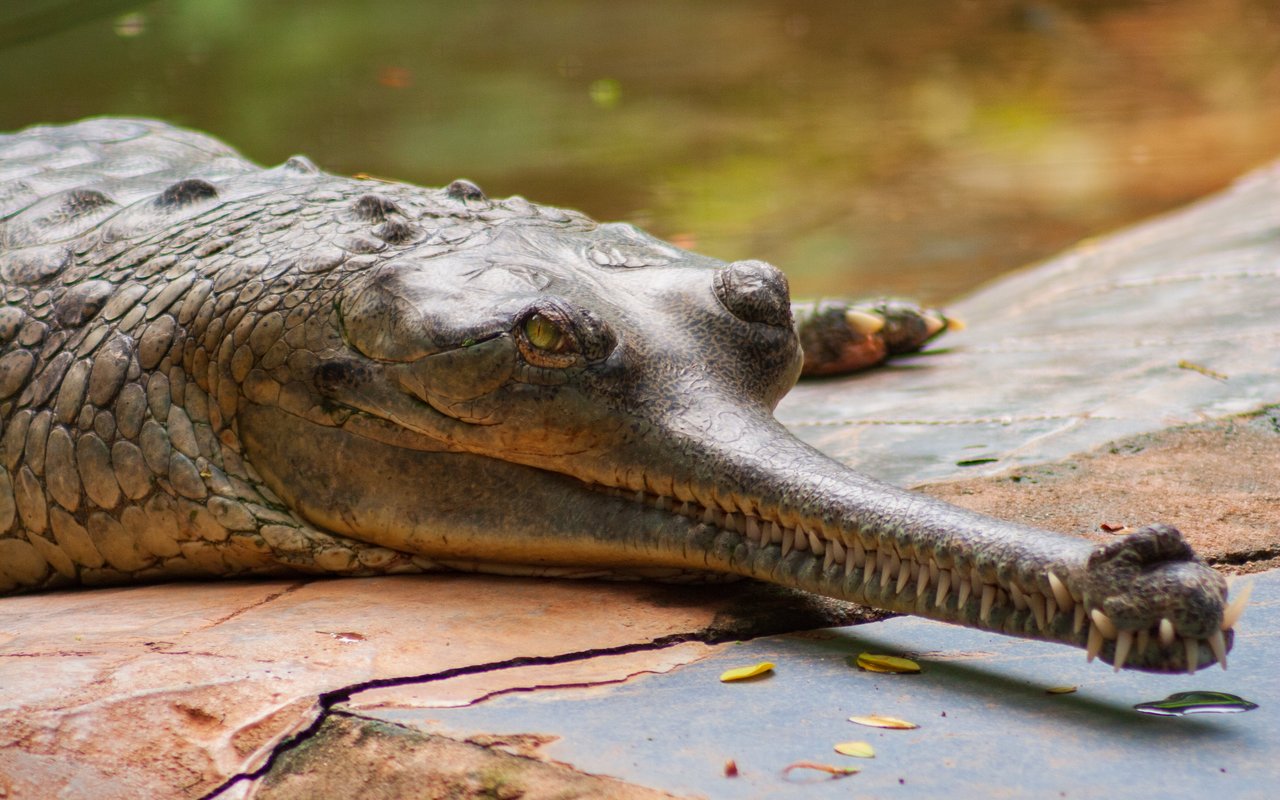 Von allen rezenten Krokodilen sind Gangesgaviale am stärksten an den Lebensraum Wasser gebunden.
