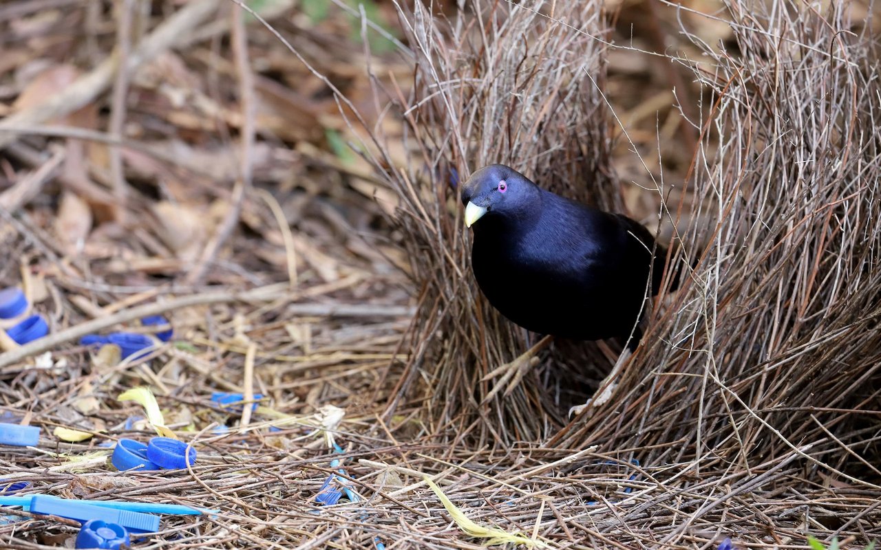 Der Seidenlaubenvogel hat eine Vorliebe für blaue Gegenstände, mit denen er Weibchen anlocken will. Mitunter landet auch menschlicher Abfall vor seiner Laube. 