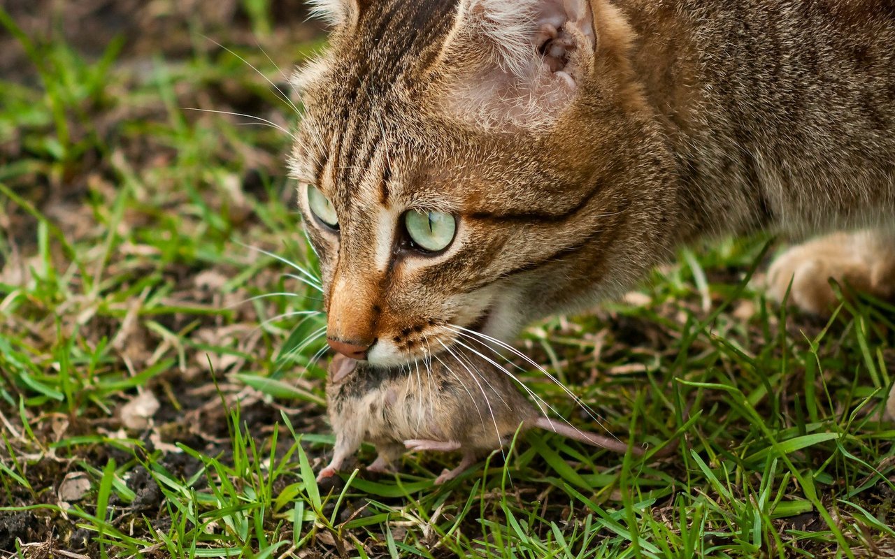 Der Jagdtrieb der Katzen ist nicht unproblematisch, besonders wenn sie sich unkontrolliert vermehren können.