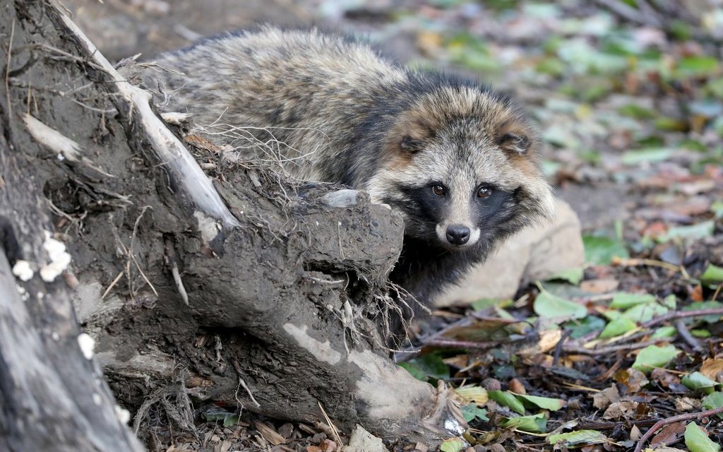 Die Tiere sind scheu und können nicht klettern. 