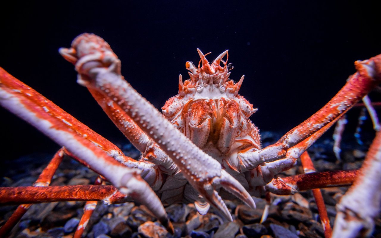 Die Tiere leben in einer Meerestiefe von 300 bis 400 Meter. 