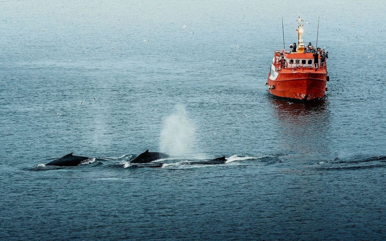 Kollisionen stellen eine der grössten Gefahren für Wale dar. OceanCare versucht deshalb zu erreichen, dass ihre Habitate umfahren werden.